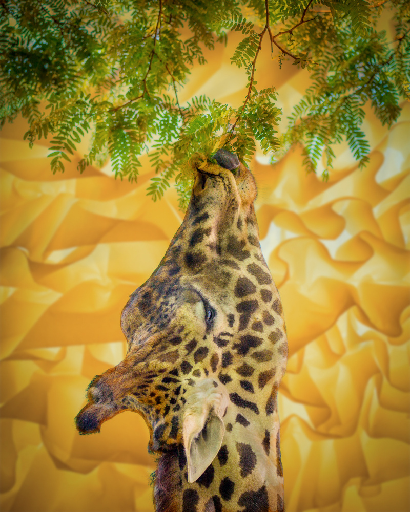Giraffe at the Zoo van Ed Esposito