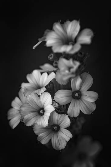 Blüten der gestreiften Binsenlilie