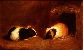 A Pair of Guinea Pigs