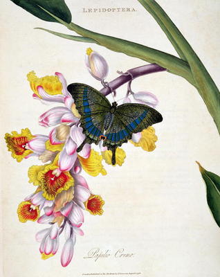 15:Butterfly: Papilo Crino pub. by the artist, 1798 van Edward Donovan