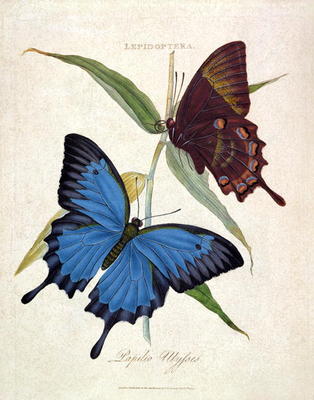 Butterfly: Papilo Ulysses, pub. by the artist, 1800 (engraving) van Edward Donovan