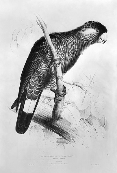 Calyptorhynchus Baudinii, or Baudin''s Cockatoo van Edward Lear