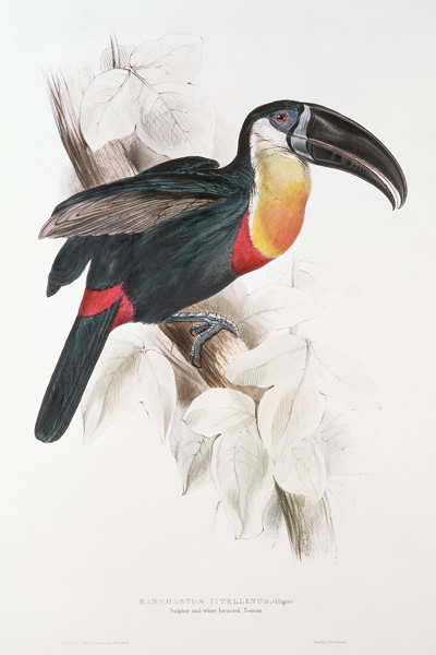 Sulphur and white breasted Toucan van Edward Lear