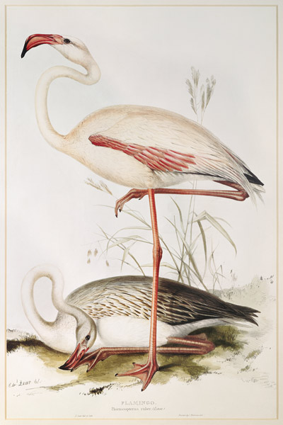 Flamingo van Edward Lear