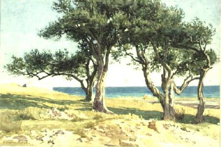 Old Olive Trees, Bordighera van Edwin Bale