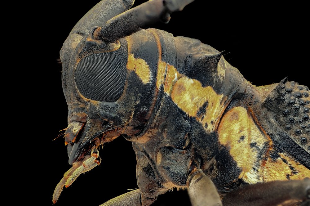 Longhorn Beetle van Edy Pamungkas