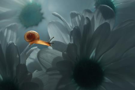Snail With Flowers