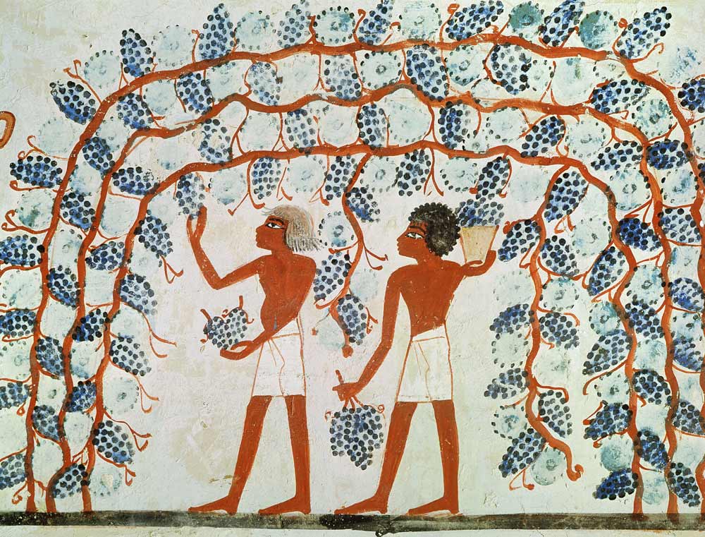 Picking grapes, from the Tomb of Nakht, New Kingdom van Egyptian