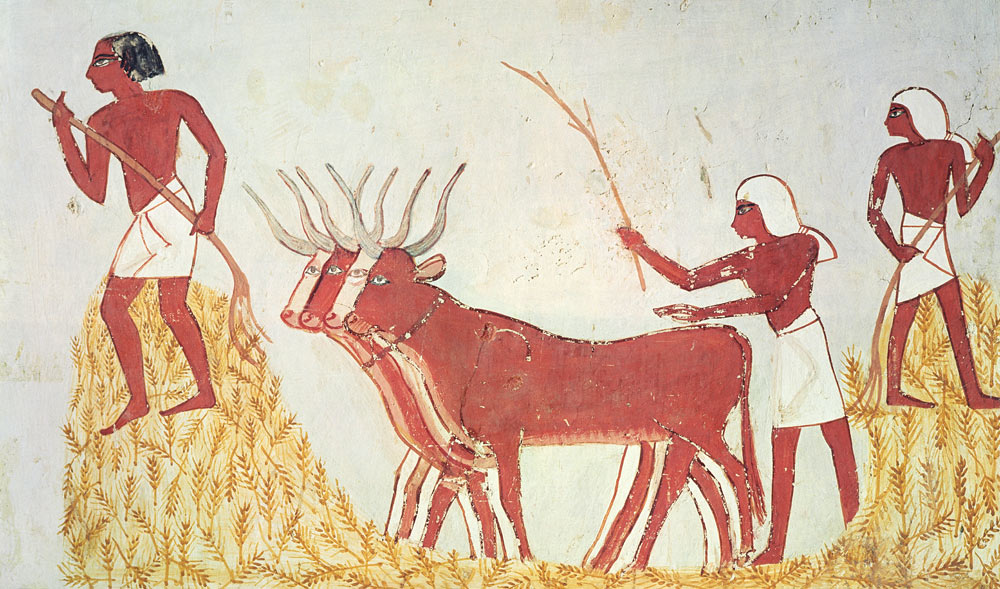 Using cows to trample wheat, from the Tomb of Menna, New Kingdom van Egyptian