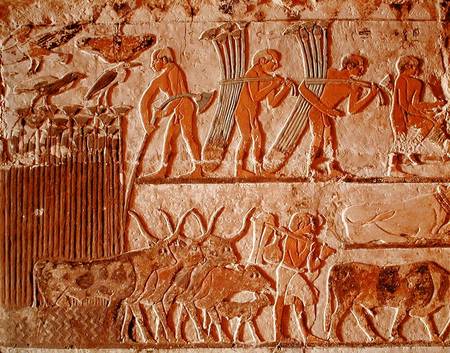 Harvesting papyrus and a group of cows, Old Kingdom van Egyptian
