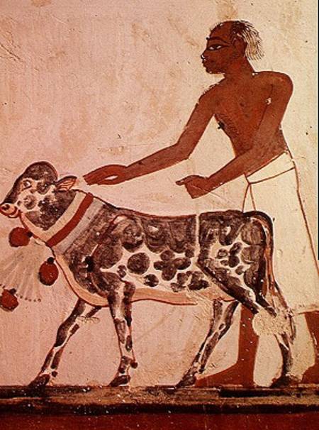 Peasant leading a cow to sacrifice, from the Tomb of Menna van Egyptian