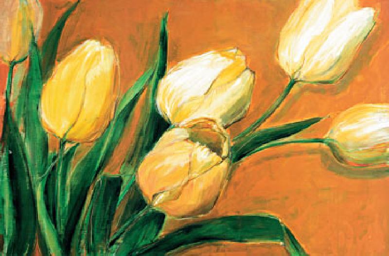 Tulipa Nova van Elisabeth Krobs
