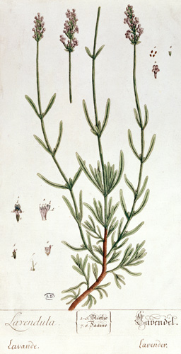 Lavender, plate from 'Herbarium Blackwellianum' by the artist van Elizabeth Blackwell