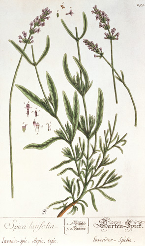 Lavender Spike, plate from 'Herbarium Blackwellianum' by the artist van Elizabeth Blackwell