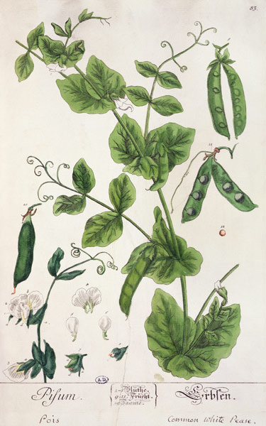 Pea, plate from 'Herbarium Blackwellianum' by the artist van Elizabeth Blackwell
