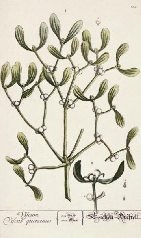 Mistletoe from 'A Curious Herbal'