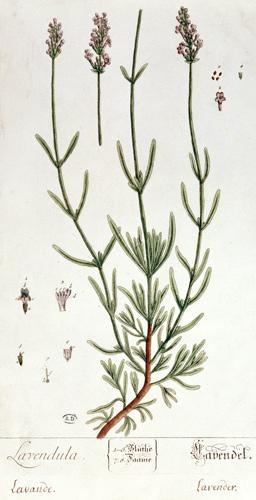 Lavender, plate from 'Herbarium Blackwellianum' by the artist