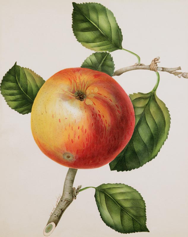 An Apple van Elizabeth Jane Hill