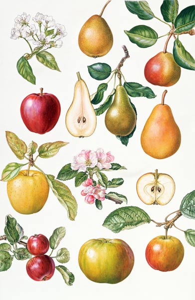 Apples and Pears (w/c)  van Elizabeth  Rice