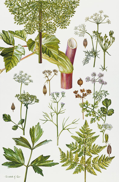 Garden Angelica and other plants (w/c)  van Elizabeth  Rice