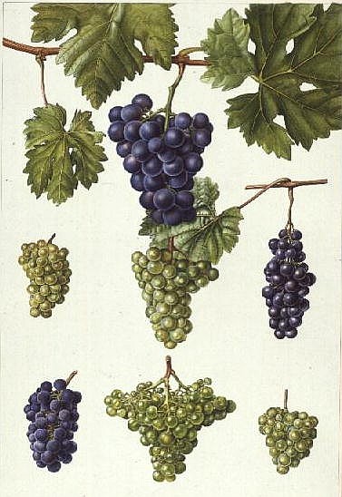 Grapes (w/c)  van Elizabeth  Rice