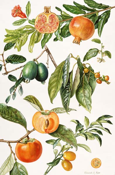 Pomegranate and other fruit (w/c)  van Elizabeth  Rice