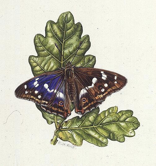 Purple Emperor Butterfly on Oak leaves (w/c)  van Elizabeth  Rice