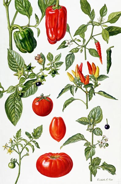Tomatoes and related vegetables, 1986 (w/c on paper)  van Elizabeth  Rice