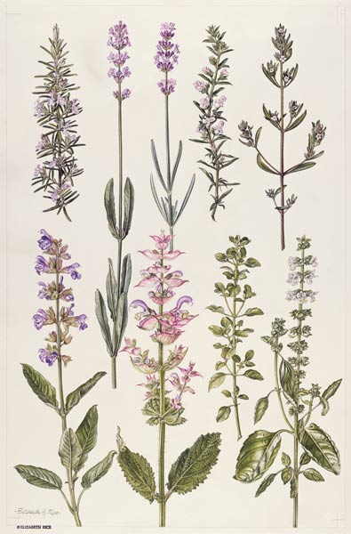 Rosemary and other herbs (w/c)  van Elizabeth  Rice