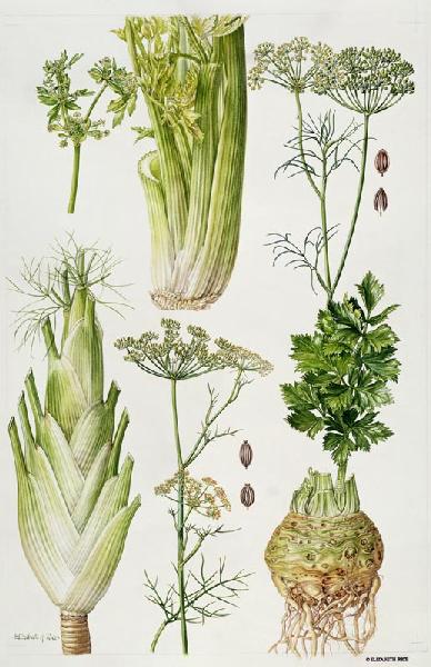 Celery, Fennel, Dill and Celeriac (w/c) 