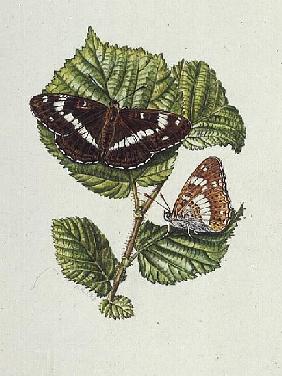 White Admiral Butterfly on Hazel leaves (w/c) 