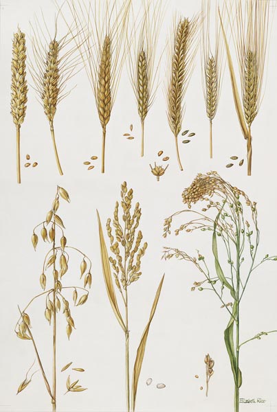 Wheat and other crops (w/c)  van Elizabeth  Rice