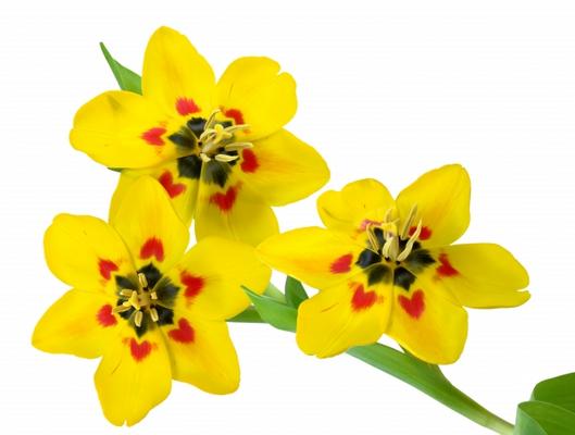 3 Tulpen van Elke Ursula Deja-schnieder