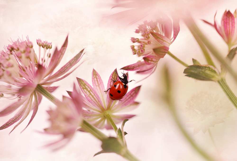 Ladybird and pink flowers van Ellen Van Deelen