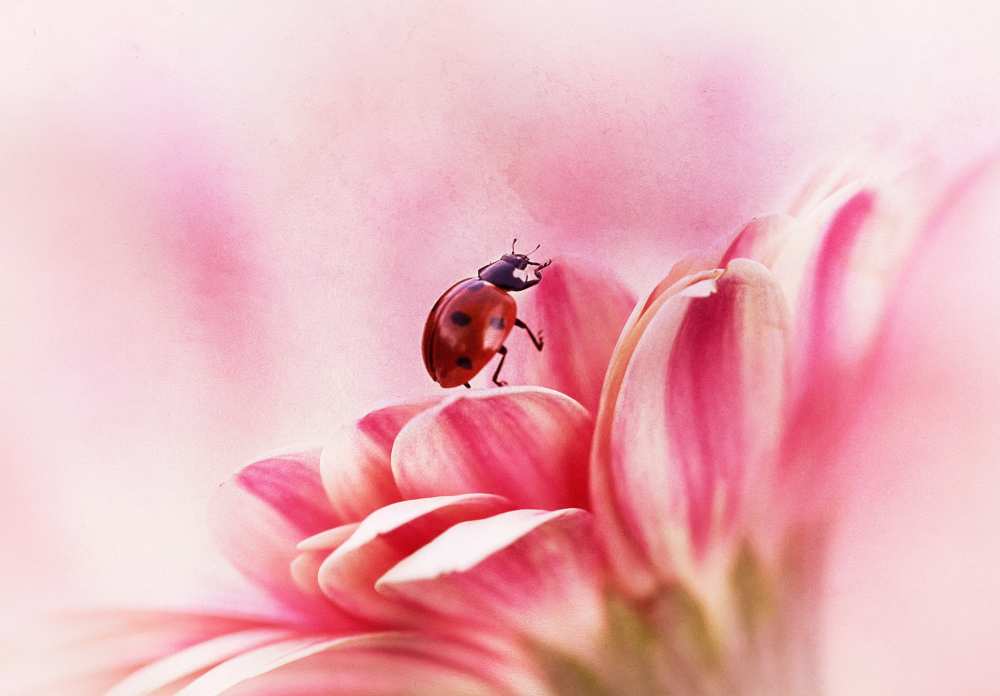 Ladybird on Gerbera van Ellen Van Deelen