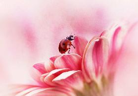 Ladybird on Gerbera