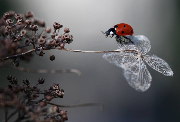 Ladybird on hydrangea. van Ellen Van Deelen