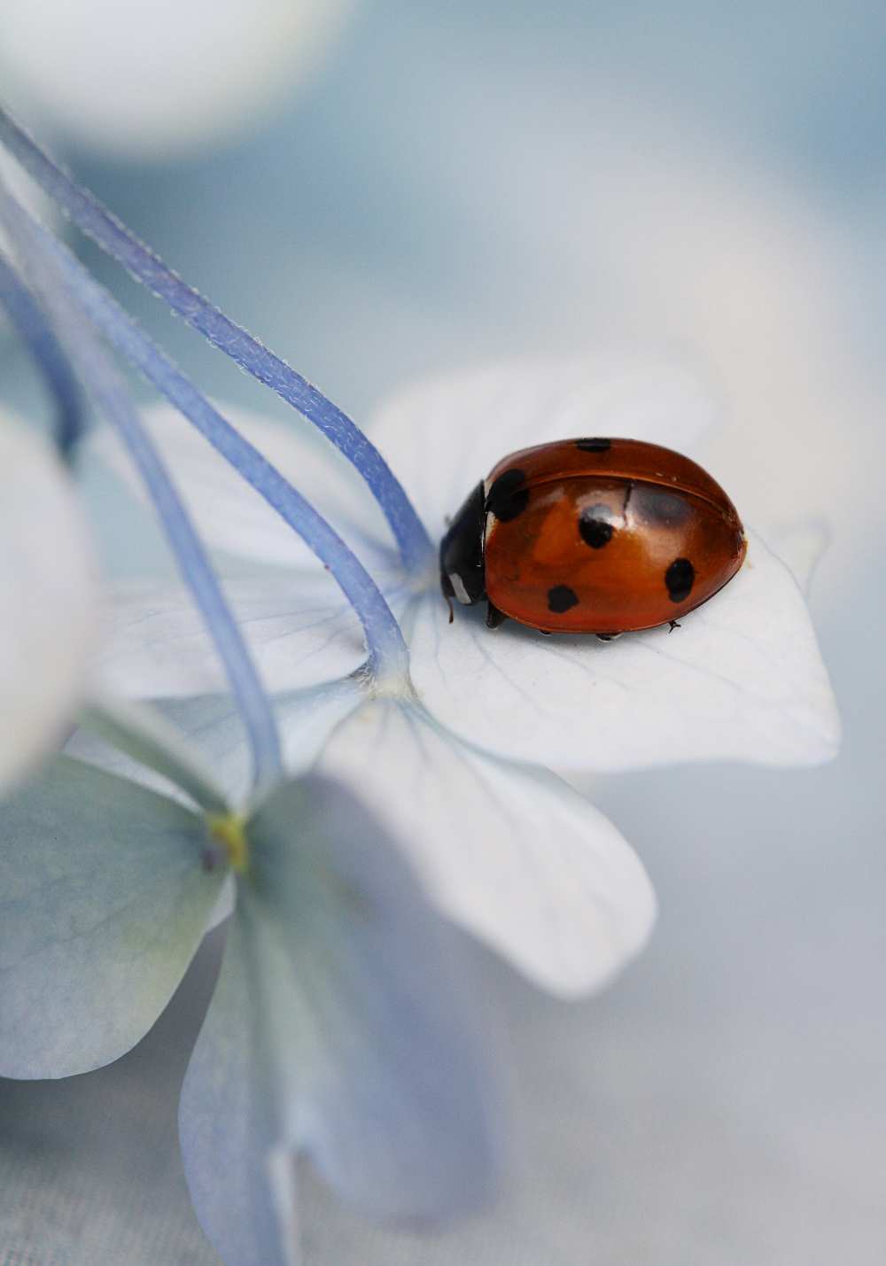 Ladybug van Ellen Van Deelen