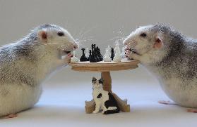Playing  Chess!