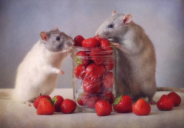 Strawberries van Ellen Van Deelen