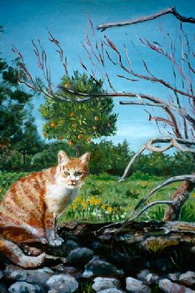 Katze vor Orangenbaum