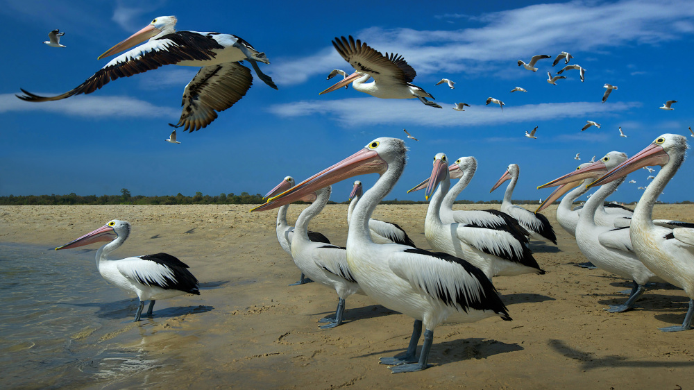 Pelicans and blue skies van Emanuel Papamanolis