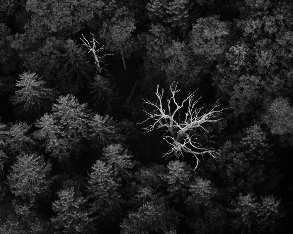 dead trees van Emil Licht