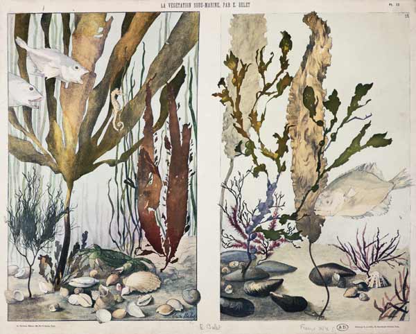 Seaweed, fishes, sea horse, crab and shellfish, illustrated plates from 'La Vie sous marine' van Emile Belet