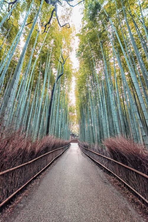The Bamboo Path van emmanuel charlat