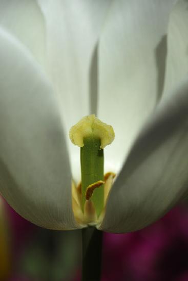 white tulip close up