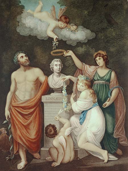 Aesculapius, Flora, Ceres and Cupid Honouring the Bust of Linnaeus, plate 17 from ''The Temple of Fl van English School