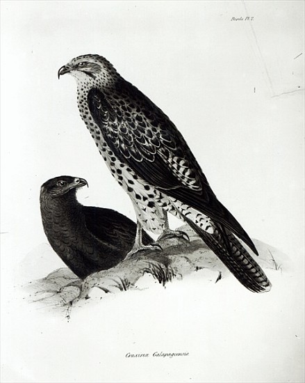 Birds of Prey, plate 2 from ''The Zoology of the Voyage of H.M.S Beagle, 1832-36'' Charles Darwin van English School