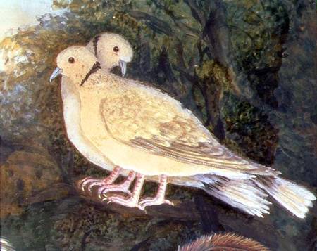 Chicken and Doves near a Farm, detail of doves (w/c van English School