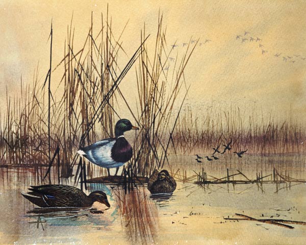 Mallard Ducks in a Lake van English School